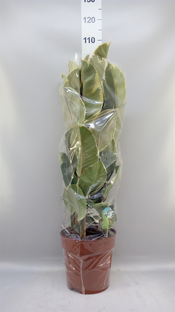 Ficus Tineke 24Ø 85cm