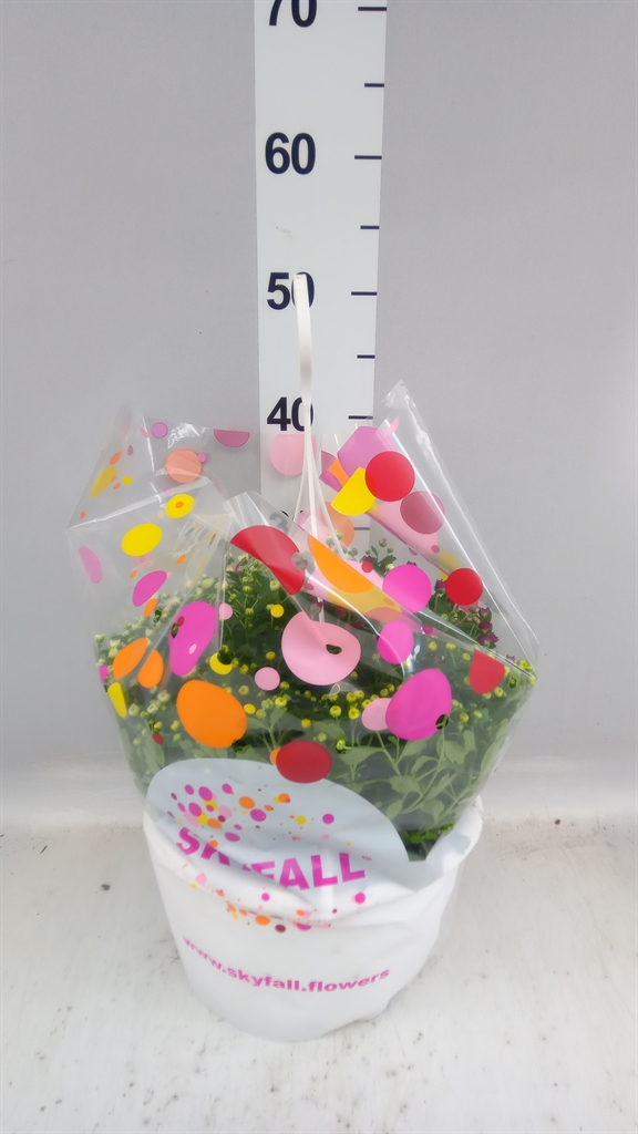 Chrysanthemum Skyfall Mix 25Ø 35cm