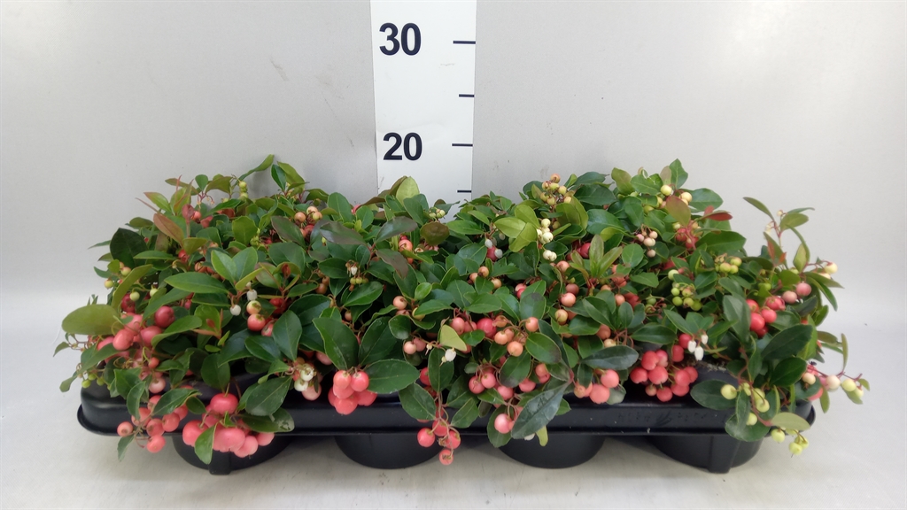 Gaultheria Big Berry 12Ø 21cm
