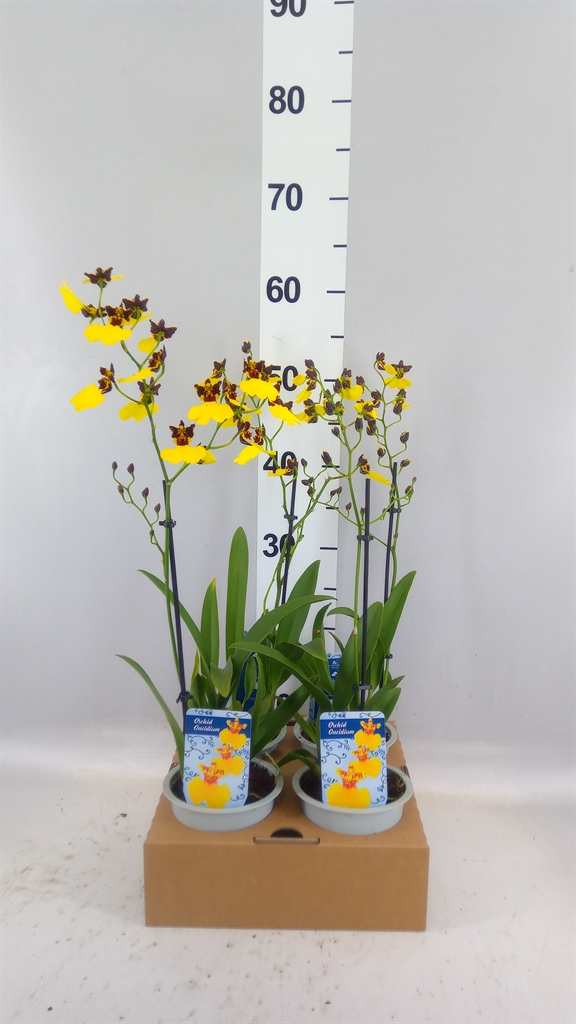 Oncidium 12Ø 40cm 1st