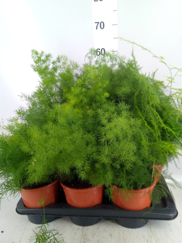 Asparagus Umbellatus 17Ø 55cm
