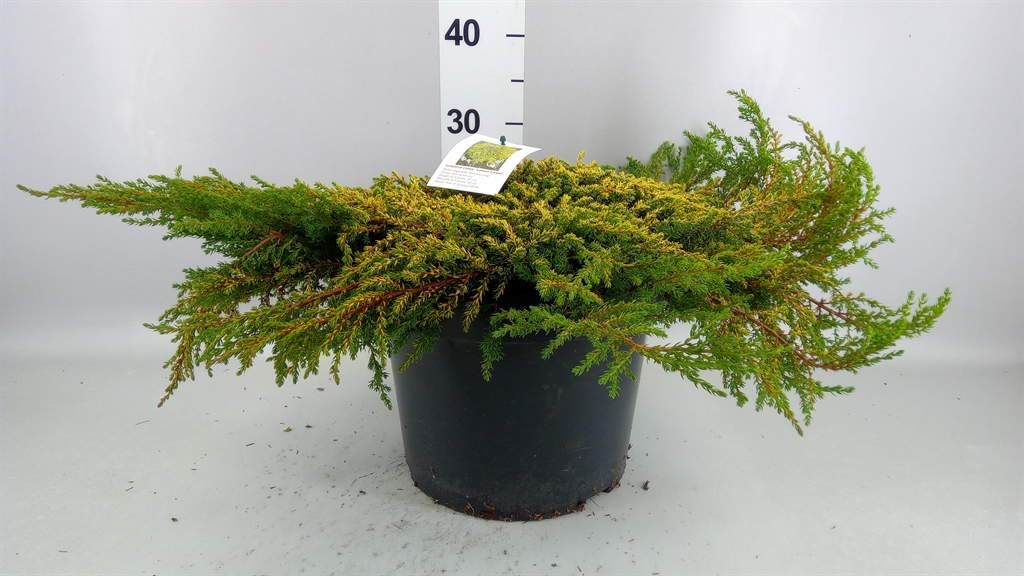 Juniperus Communis 28Ø 40cm