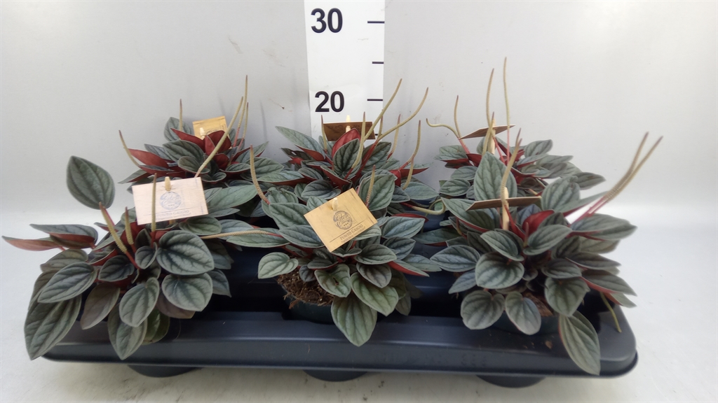 Peperomia Caperata Santorini 12Ø 20cm