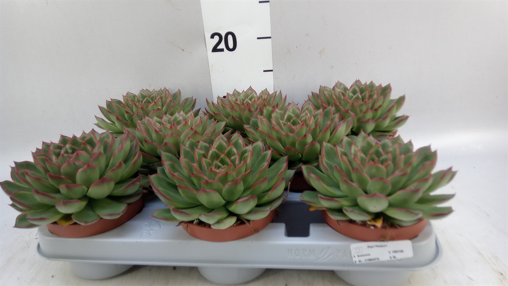 Echeveria Grey Prince 510Ø 17cm