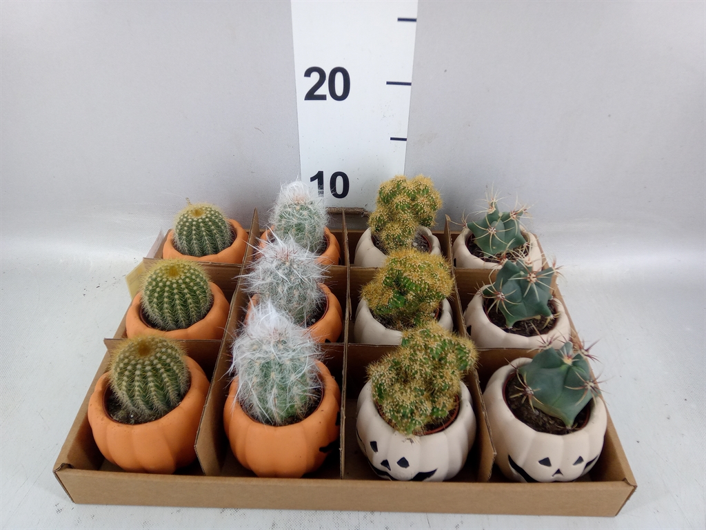 Cactus Mix 5Ø 10cm