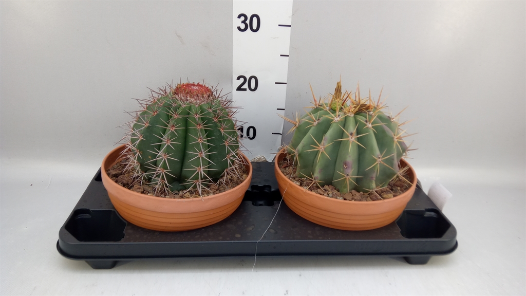 Cactus Overig 23Ø 30cm