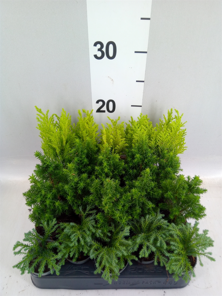 Chamaecyparis Woody World Mix 5Ø 15cm