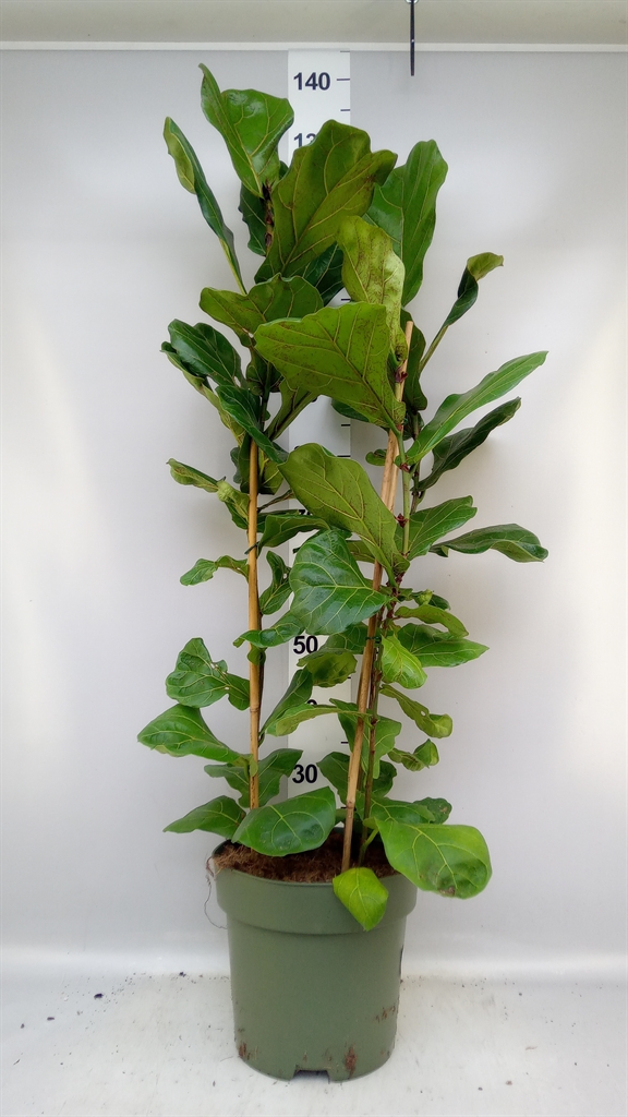 Ficus Lyrata 27Ø 110cm
