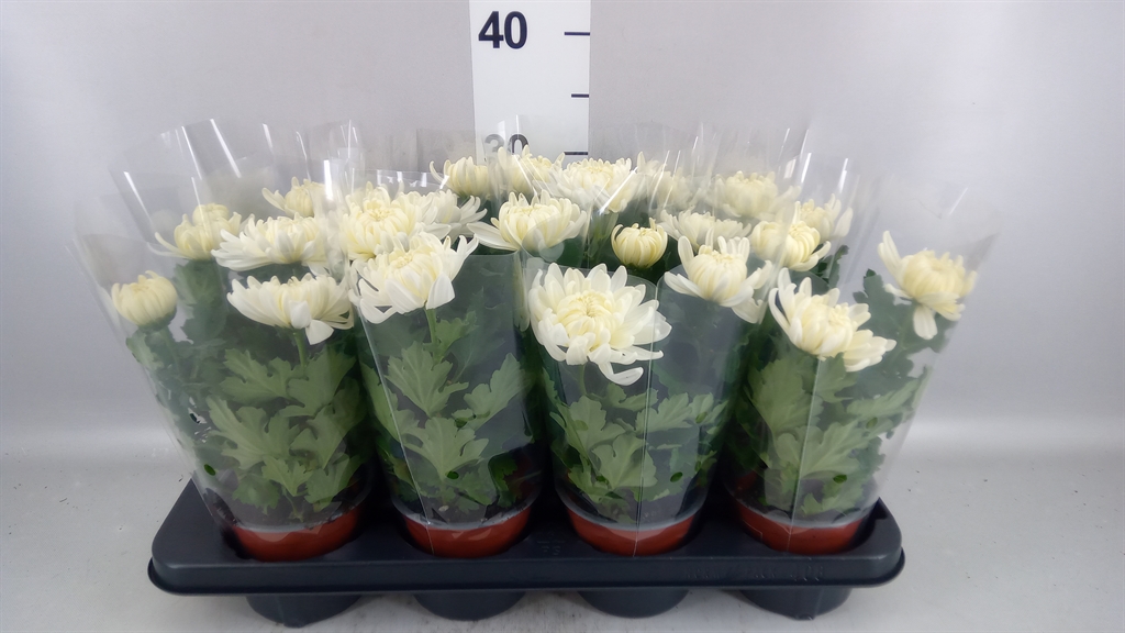 Chrys Kena White 12Ø 28cm