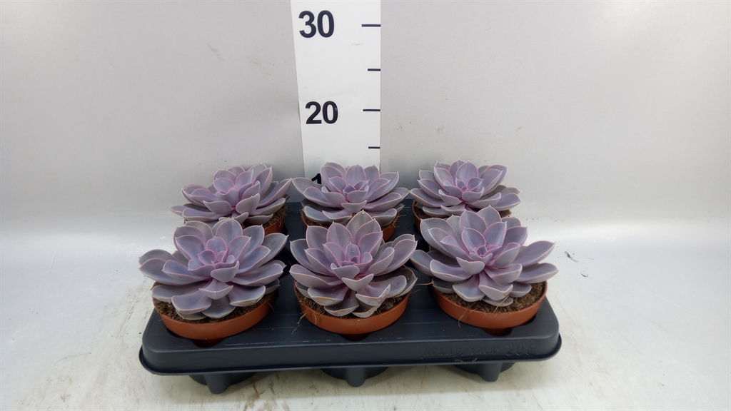 Echeveria Purple Pearl 12Ø 15cm