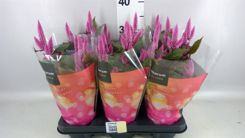 Celosia Merida Pink 12Ø 35cm