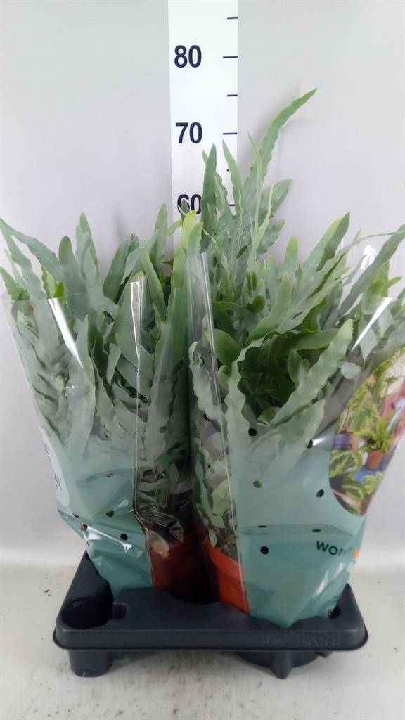 Phlebodium Blue Star 19Ø 60cm