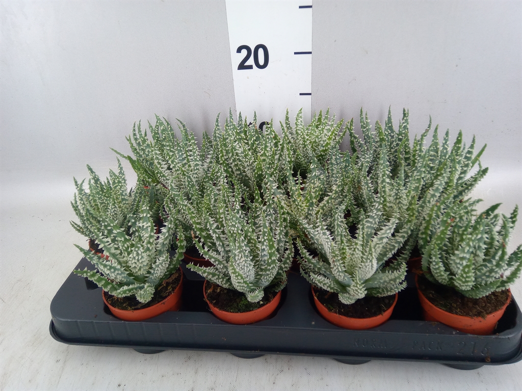 Aloe Humilis 7Ø 10cm