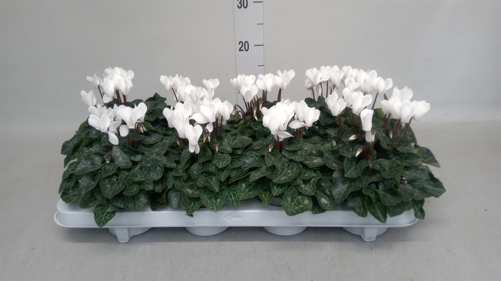Cyclamen Super Serie Verano 11Ø 18cm