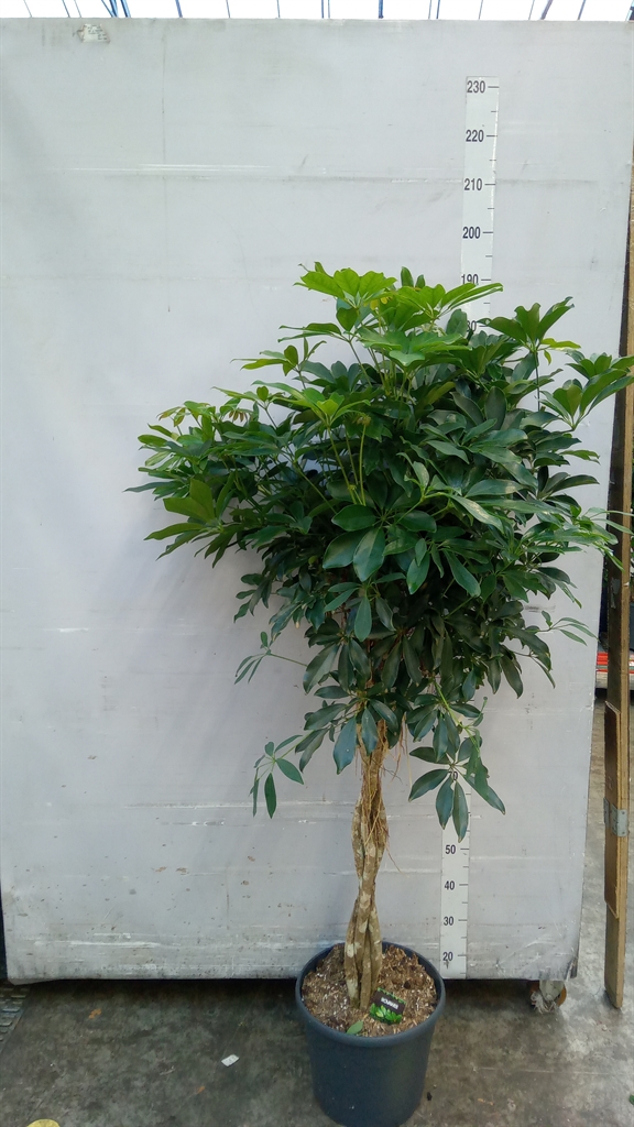 Schef Ar Compacta 35Ø 170cm