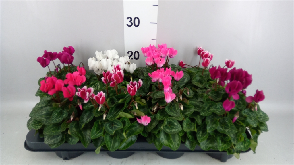 Cyclamen Super Serie Carino 10Ø 25cm