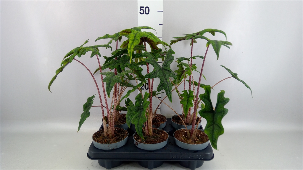 Alocasia Zebrina 12Ø 40cm