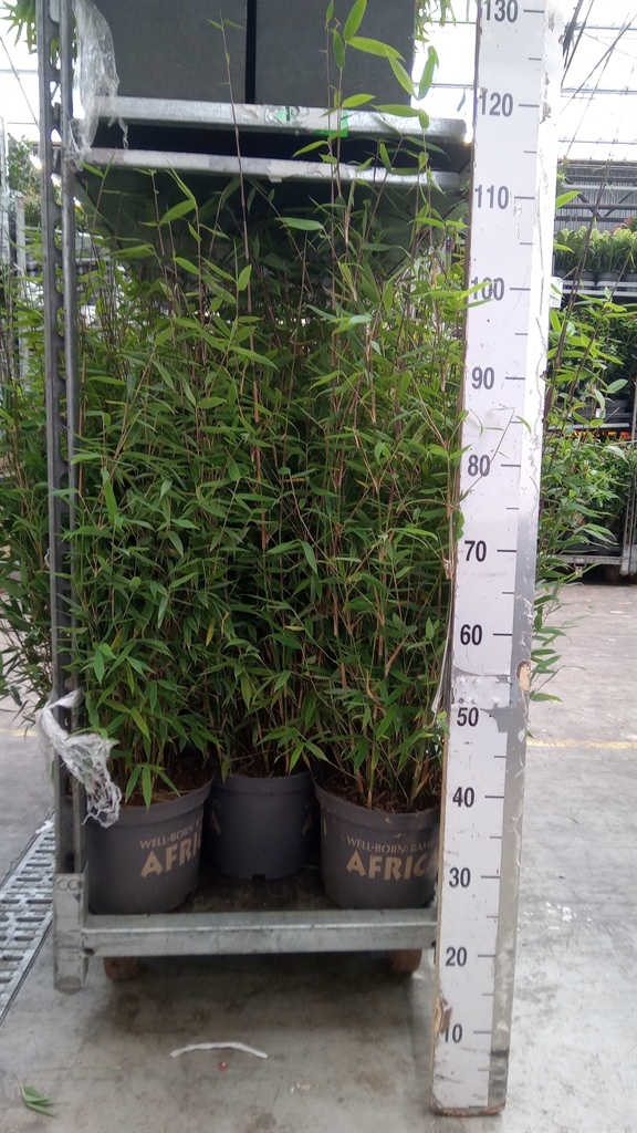 Farg Ov 23Ø 110cm