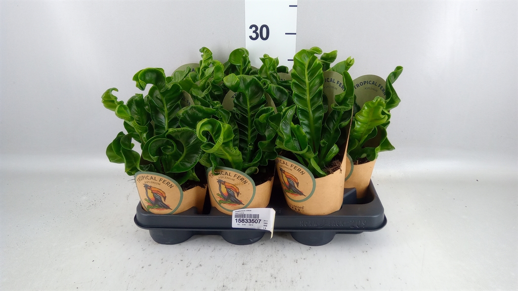 Asplenium Nidus 11Ø 40cm