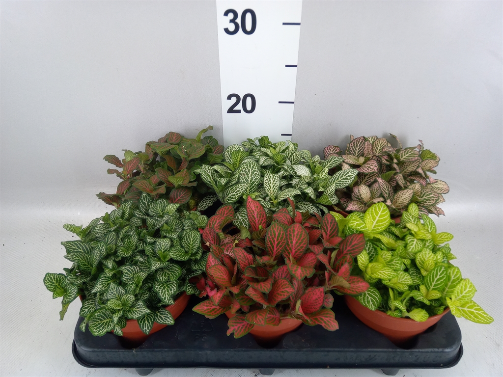 Fittonia Mix 12Ø 20cm