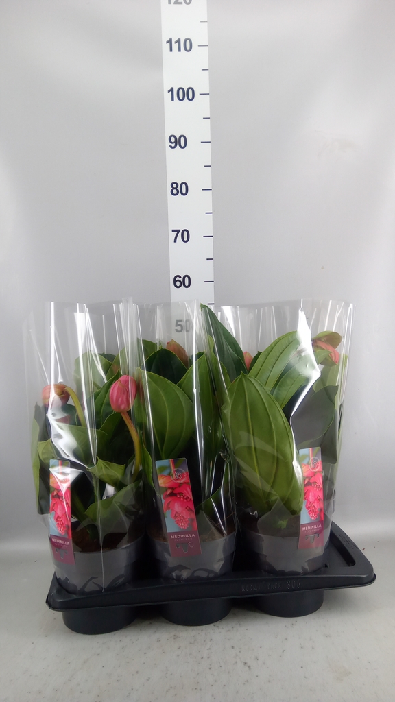 Medinilla Flamenco 17Ø 40cm 2bl