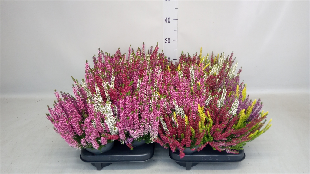 Calluna Beauty Ladies Quattro Mix In Pot 12Ø 25cm