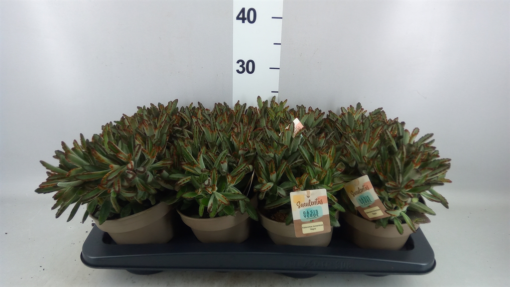 Kalanchoe Tomentosa 14Ø 25cm