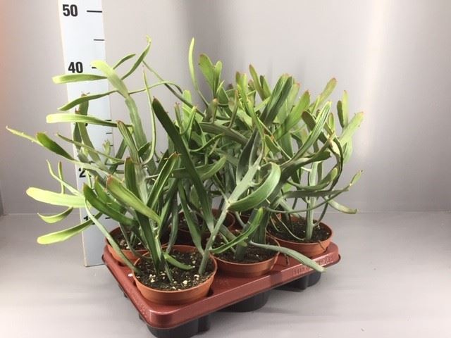 Euphor Succulenten 13Ø 40cm