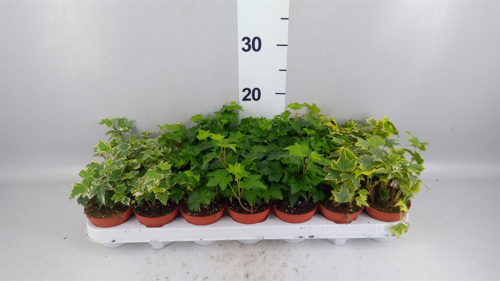 Hedera Helix Mix 8Ø 5cm
