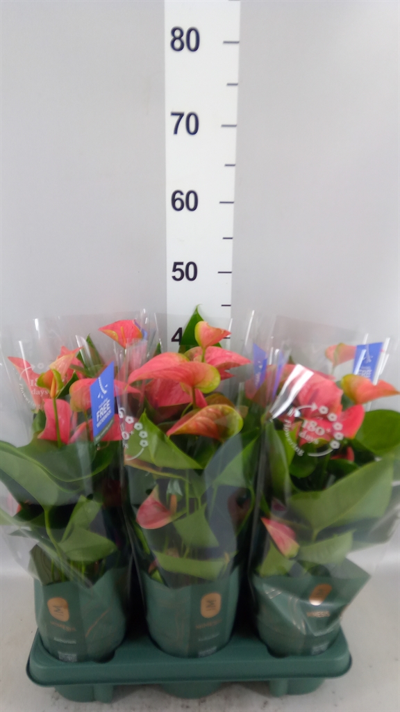 Anthu Karma Pink 12Ø 40cm