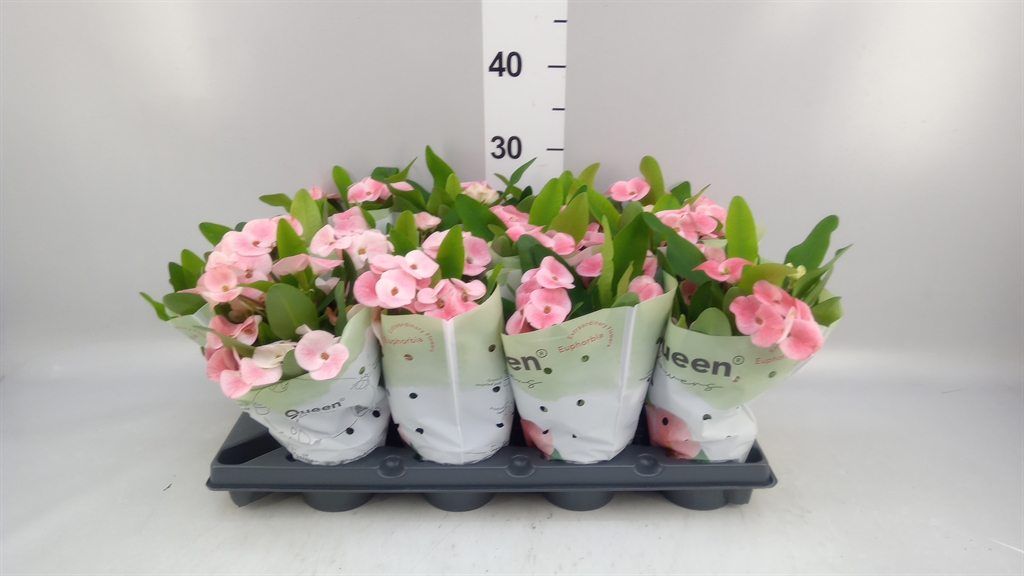 Euphorbia Charlotte 10Ø 26cm