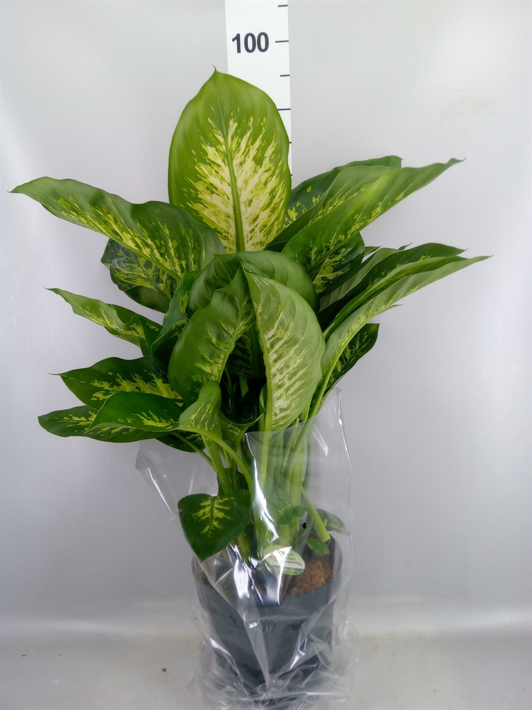 Dieffenbachia Reeva 24Ø 75cm