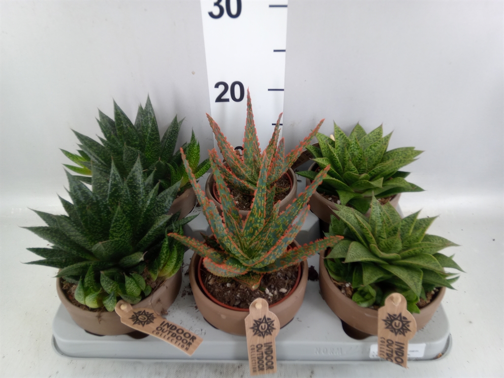 Aloe Mix 10Ø 19cm