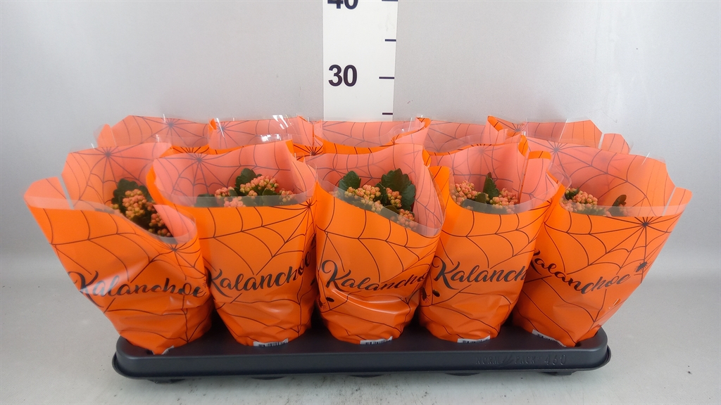 Kalanchoe Double Perfecta Orange 12Ø 25cm