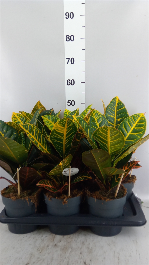 Codiaeum Big Leaf Petra 17Ø 45cm