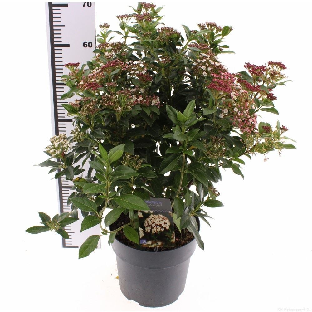 Viburnum Tinus 35cm
