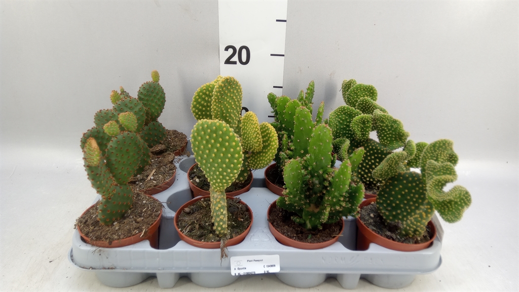 Opuntia 508Ø