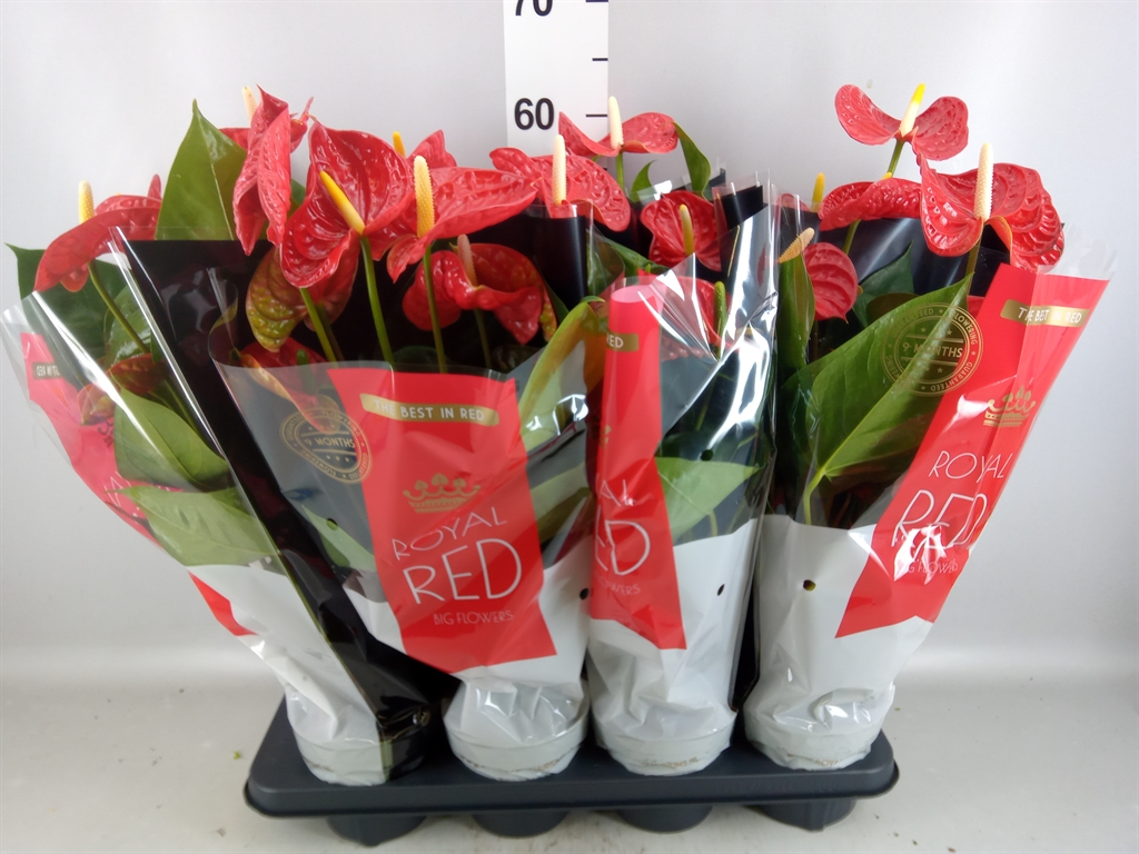 Anthurium Madural 14Ø 50cm