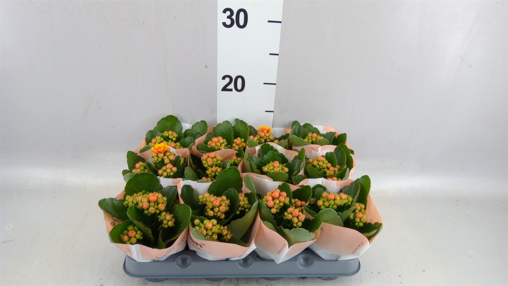 Kalanchoe Double Rose Flowers Dylan 6Ø 14cm