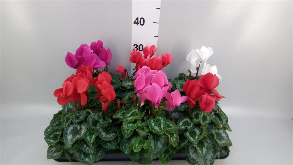 Cyclamen Super Serie Leopardo 13Ø 30cm