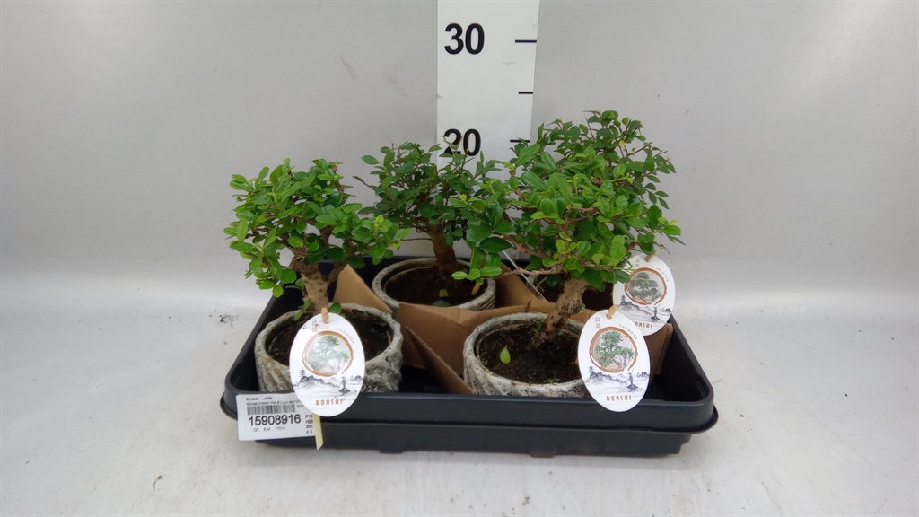 Bonsai Mix 13Ø 25cm