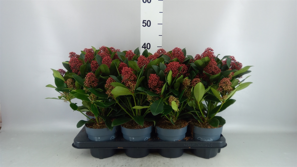 Skimmia Jap Rubella 13Ø 40cm