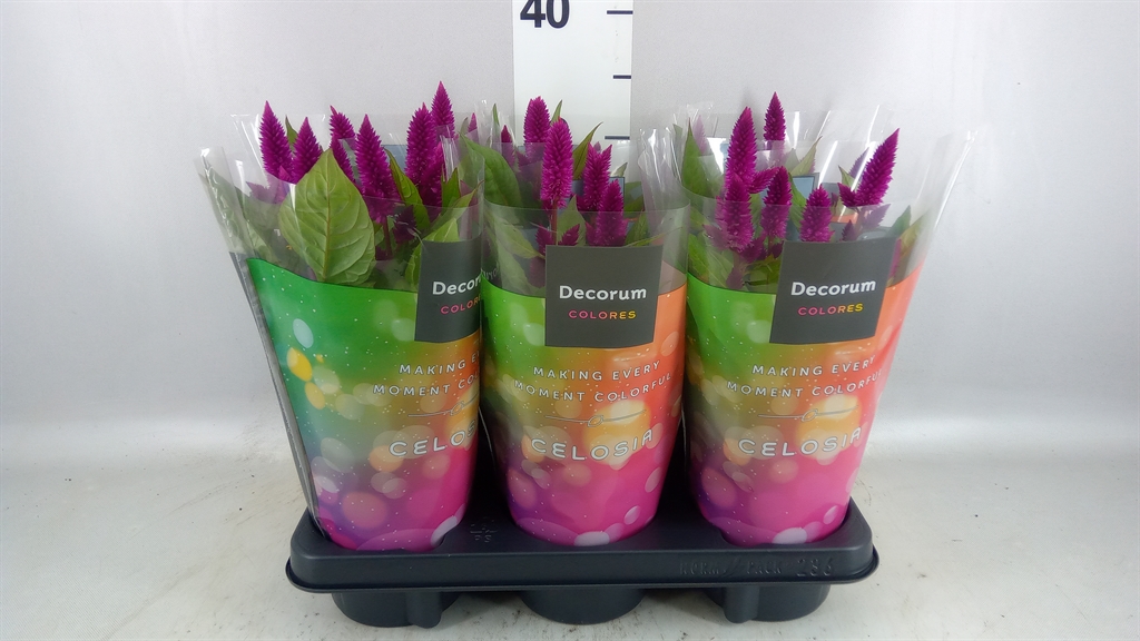 Celosia Deep Purple 12Ø 34cm