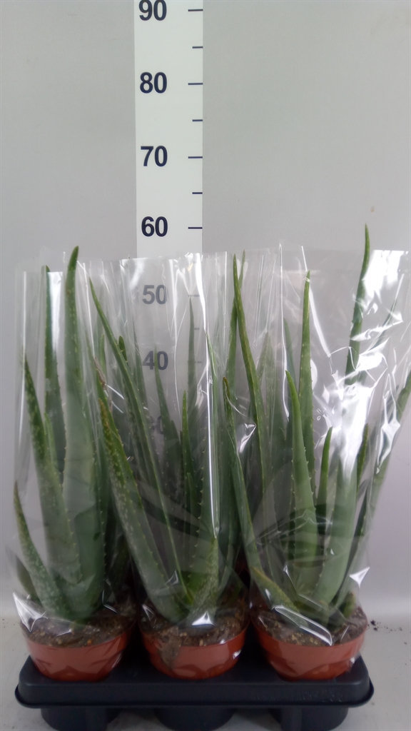Aloe Vera 14Ø 55cm