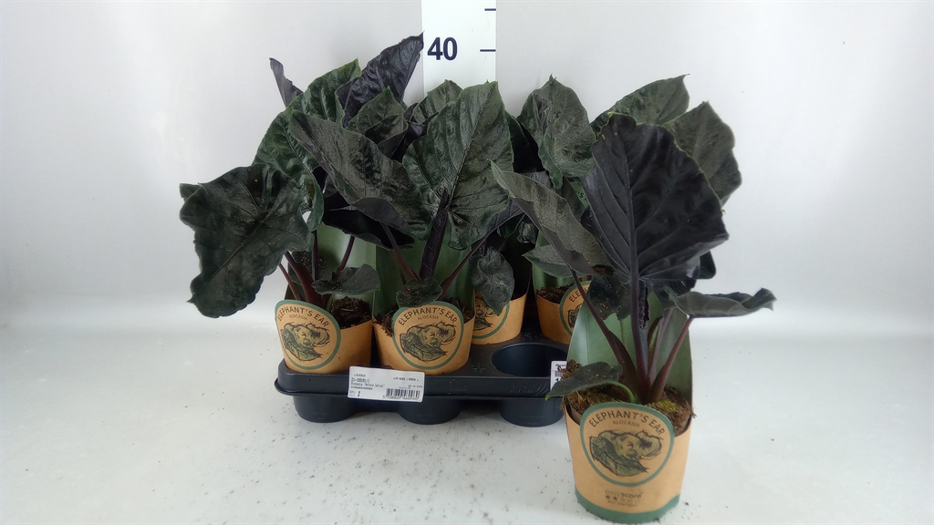 Alocasia Antoro Velvet 11Ø 40cm
