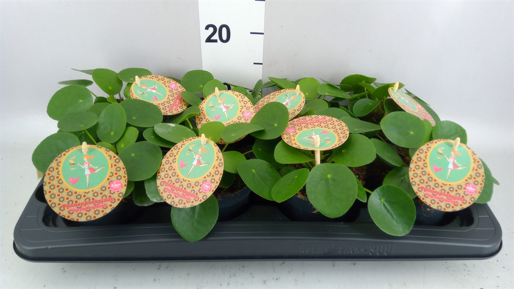 Pilea Peperomoides 10Ø 15cm