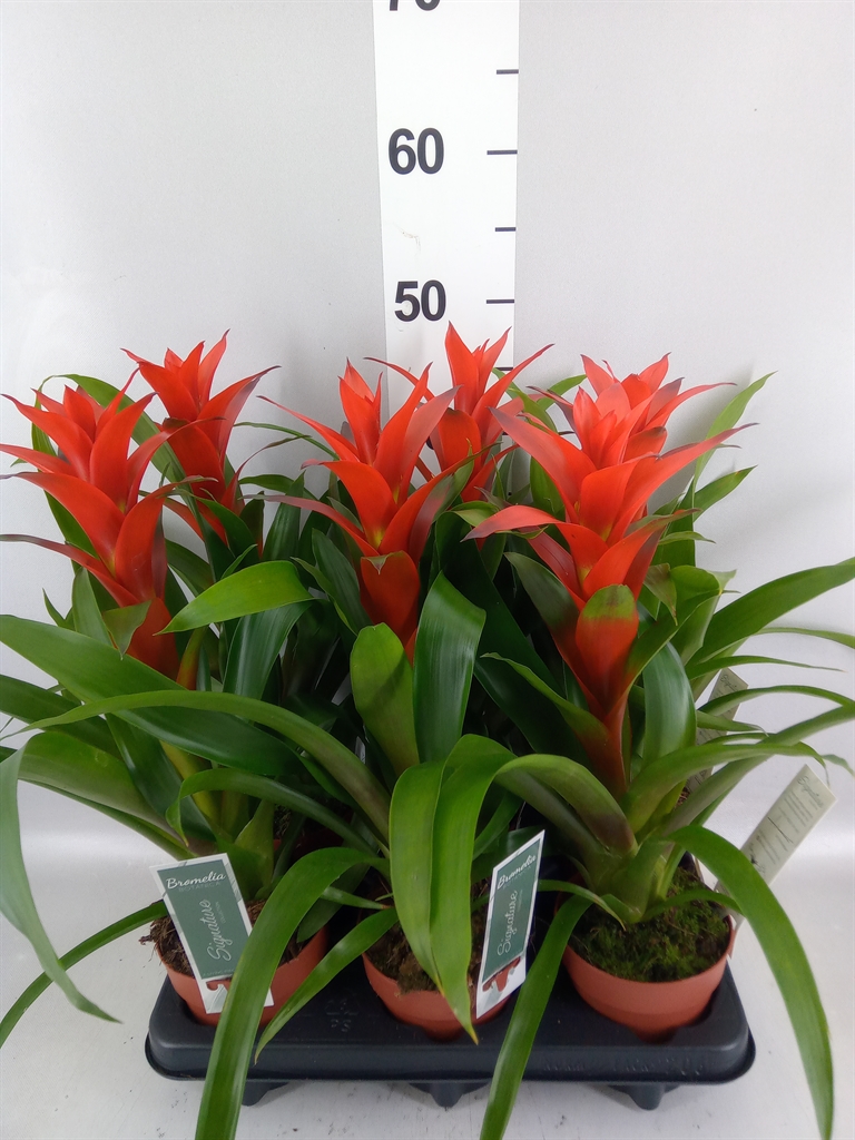 Guzmania Ostara 12Ø 50cm