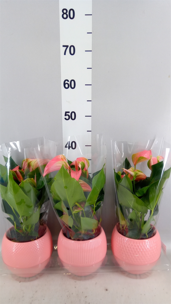Anthurium Joli 12Ø 40cm