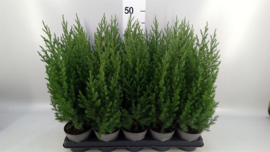 Jun Chin Stricta 11Ø 50cm