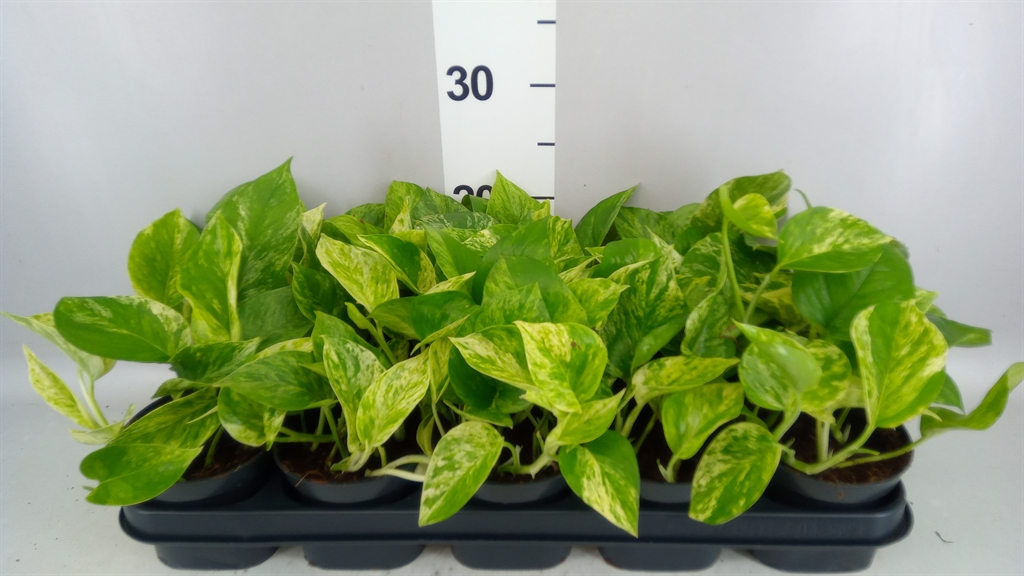 Epipermnum Marble Queen 12Ø 25cm